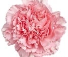 186-PinkCarnation small.jpg