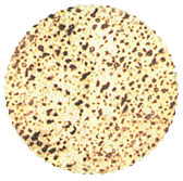 Shmura Matzah